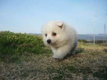 日本スピッツ【長野県・男の子・2018年3月3日・白】の写真「白くてコロコロしています‼」