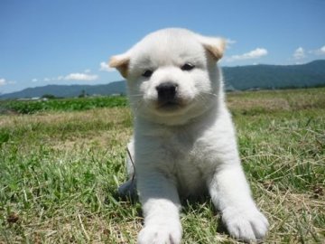 柴犬(標準サイズ)【長野県・男の子・2019年5月8日・白】の写真「ムチムチのベビーちゃん（*^_^*）」