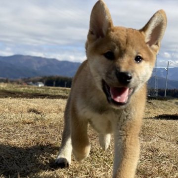 柴犬(標準サイズ)【長野県・女の子・2022年11月9日・赤】の写真「頭の良い子です！！」