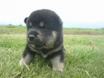 柴犬(標準サイズ)【長野県・男の子・2020年6月29日・黒】の写真「熊みたいな可愛さです(^^♪」