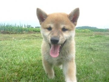 柴犬(標準サイズ)【長野県・女の子・2020年5月23日・赤】の写真「女子です(^^♪」