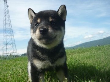 柴犬(標準サイズ)【長野県・女の子・2020年5月23日・黒】の写真「女子です(^^♪」