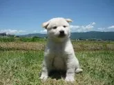 柴犬(標準サイズ)【長野県・男の子・2019年5月8日・白】の写真1「6月13日撮影」