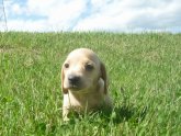 長野県でおすすめの犬のブリーダー特集 みんなのペットライフ