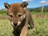 柴犬(標準サイズ)【長野県・女の子・2021年9月2日・赤胡麻】の写真2「10月15日撮影」