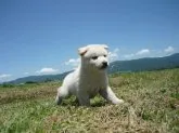 柴犬(標準サイズ)【長野県・男の子・2019年5月8日・白】の写真3「6月13日撮影」