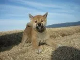 柴犬(標準サイズ)【長野県・女の子・2017年12月21日・赤】の写真3