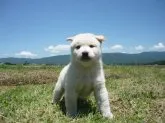 柴犬(標準サイズ)【長野県・男の子・2019年5月8日・白】の写真4「6月13日撮影」