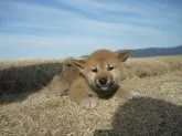 柴犬(標準サイズ)【長野県・女の子・2017年12月21日・赤】の写真4