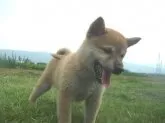 柴犬(標準サイズ)【長野県・女の子・2020年5月23日・赤】の写真4「7月21日撮影」