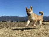 柴犬(標準サイズ)【長野県・男の子・2022年11月9日・赤】の写真4「2月28日撮影」