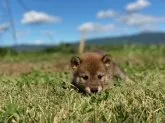 柴犬(標準サイズ)【長野県・女の子・2021年9月2日・赤胡麻】の写真5「10月15日撮影」