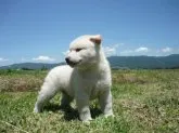 柴犬(標準サイズ)【長野県・男の子・2019年5月8日・白】の写真5「6月13日撮影」