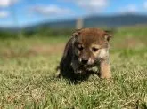 柴犬(標準サイズ)【長野県・女の子・2021年9月2日・赤胡麻】の写真5「10月15日撮影」