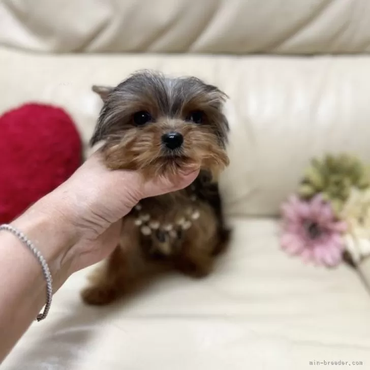 クッキー 様のお迎えした子犬