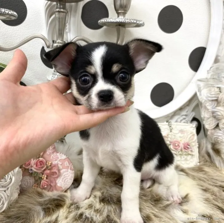 ちゃん 様のお迎えした子犬