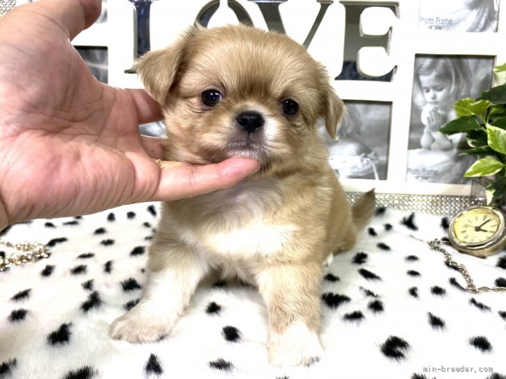 ペキニーズ チワワ 京都府 男の子 21年7月7日 濃いめクリーム ホワイト系 超お顔の可愛い 今話題のペキチ 4兄妹お鼻ぶっちゅ みんなのブリーダー 子犬id 2108