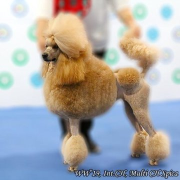 みんなの犬図鑑 九州 沖縄で評判の良いスタンダードプードルのブリーダー紹介