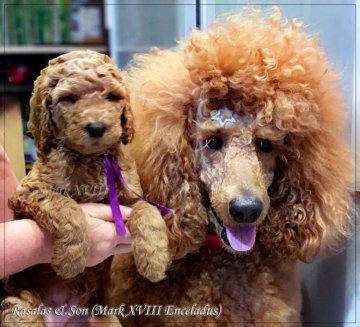 スタンダードプードル【福岡県・男の子・2022年4月6日・レッド】の写真「※独自血統のレッド色の男の子※」