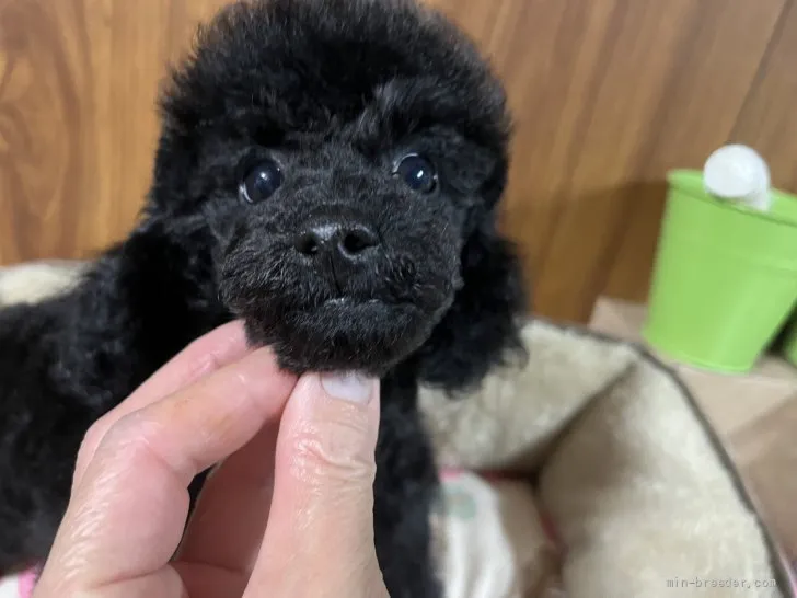 M 様のお迎えした子犬