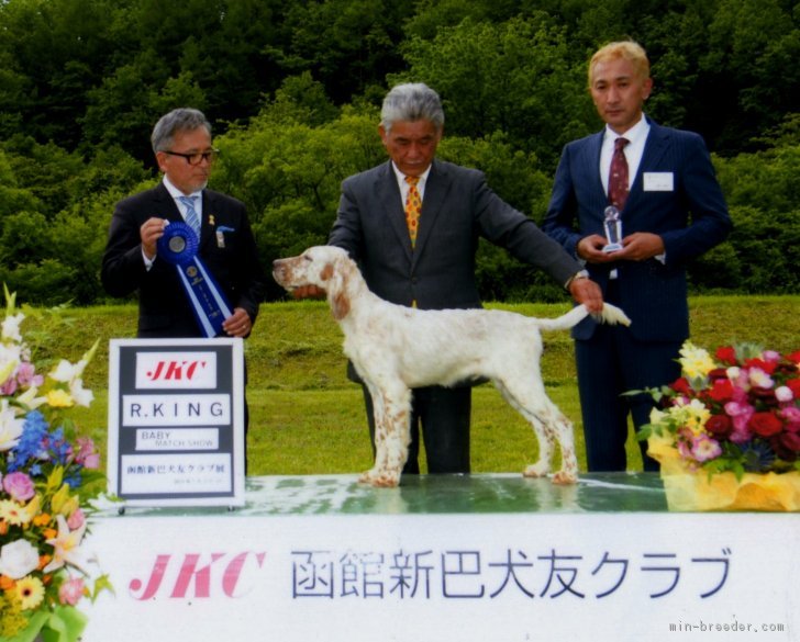 イングリッシュセッター 神奈川県 男の子 18年2月14日 オレンジ ベルトン 両親犬 アメリカ セターリッジ系 ショードッグ みんなのブリーダー 子犬id 1804