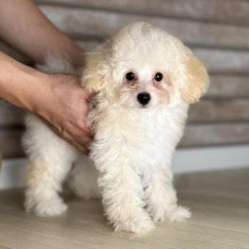 トイプードル(ティーカップ)【山形県・男の子・2023年3月7日・ホワイト】の写真「イケわんの男の子♡」