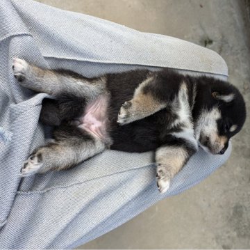 柴犬(標準サイズ)【愛媛県・女の子・2024年8月26日・黒】の写真「母子共に元気ですくすく育っています。」