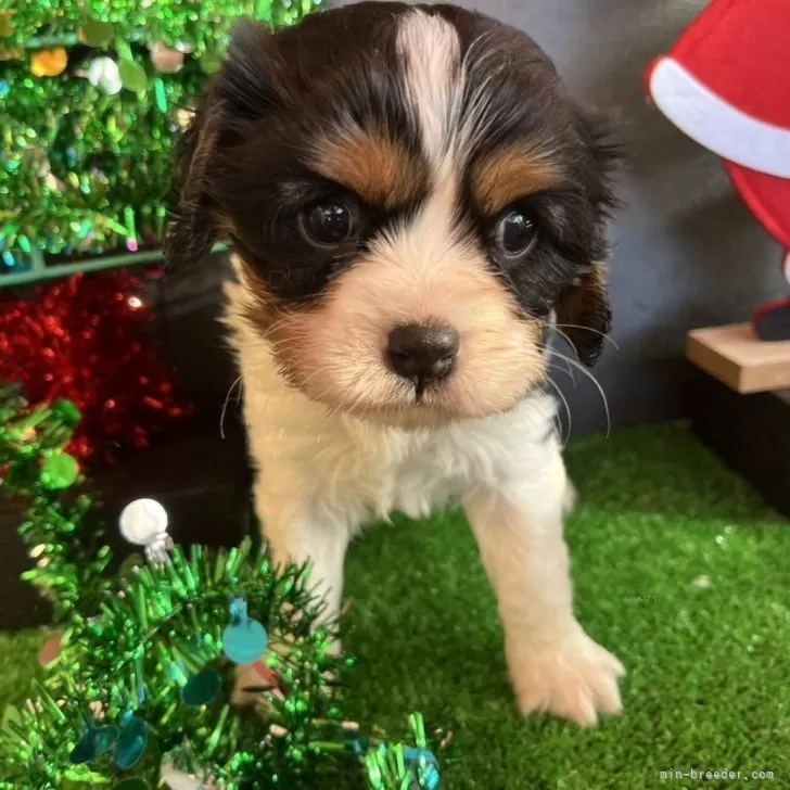 らんまる 様のお迎えした子犬