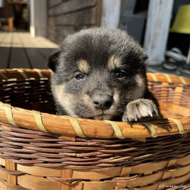 約、生後６ヶ月のオスの黒の柴犬です。里親に成ってくれる方を探しています。 - その他