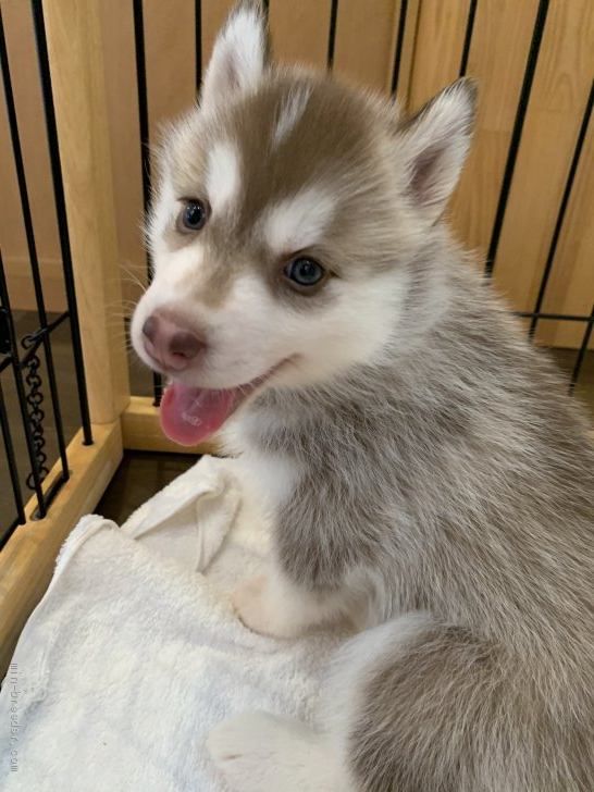 シベリアンハスキー 岡山県 女の子 年6月8日 チョコ ホワイト とってもキュートな女の子 みんなのブリーダー 子犬id 07