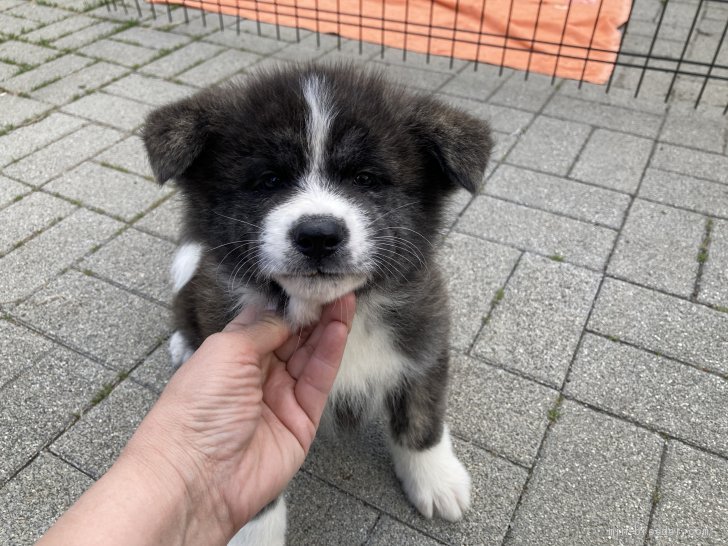 秋田犬 静岡県 男の子 21年1月28日 虎 小さくてもドッシリお値段改定しました みんなのブリーダー 子犬id 2103 0