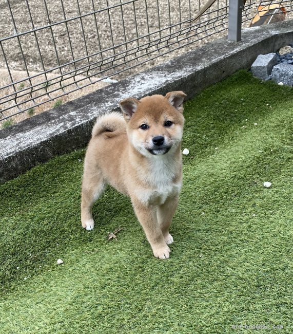 柴犬 愛知県 男の子 21年12月19日 赤 丸い顔まるでクマちゃん みんなのブリーダー 子犬id 21