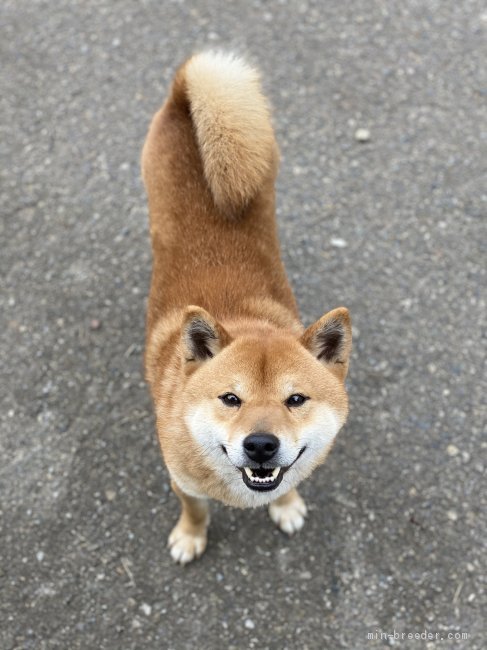 柴犬 愛知県 男の子 21年12月19日 赤 丸い顔まるでクマちゃん みんなのブリーダー 子犬id 21