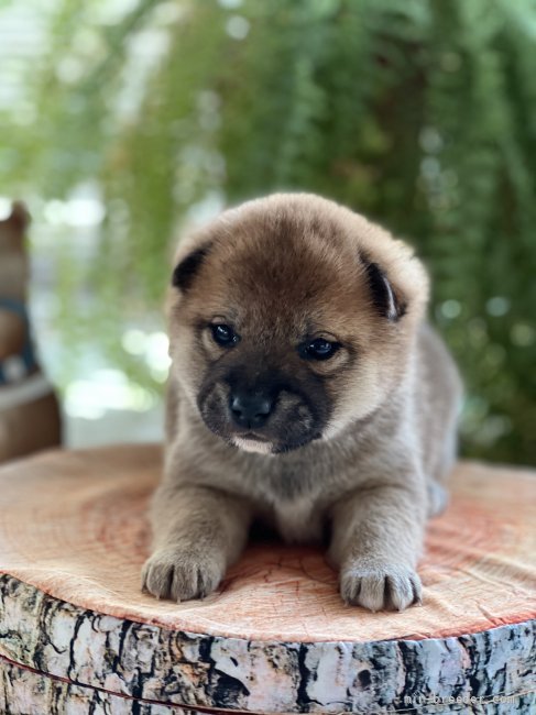 柴犬 愛知県 男の子 21年12月19日 赤 丸い顔まるでクマちゃん みんなのブリーダー 子犬id 21