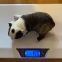 ボストンテリア【千葉県・男の子・2025年3月13日・ブリンドル&ホワイト】の写真6「1.155kg」
