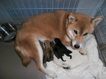 関西 近畿の紀州犬のブリーダーのブログ特集 3ページ目 みんなのペットライフ