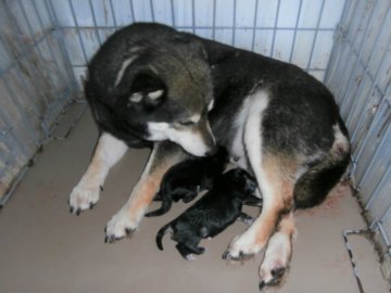 関西 近畿の紀州犬のブリーダーのブログ特集 4ページ目 みんなのペットライフ