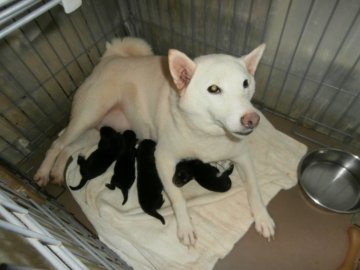 関西 近畿の紀州犬のブリーダーのブログ特集 みんなのペットライフ