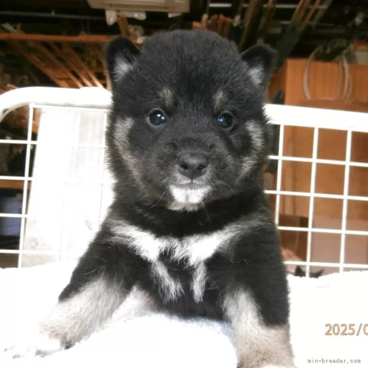 柴犬(標準サイズ)【大阪府・男の子・2025年3月12日・黒】の写真1