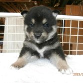 柴犬(標準サイズ)