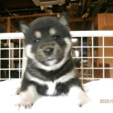 柴犬(標準サイズ)