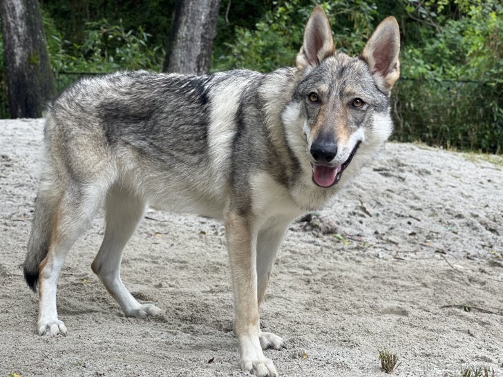 藤木健二ブリーダーのブログ 日本では珍しい犬種 22 6 22 みんなのブリーダー