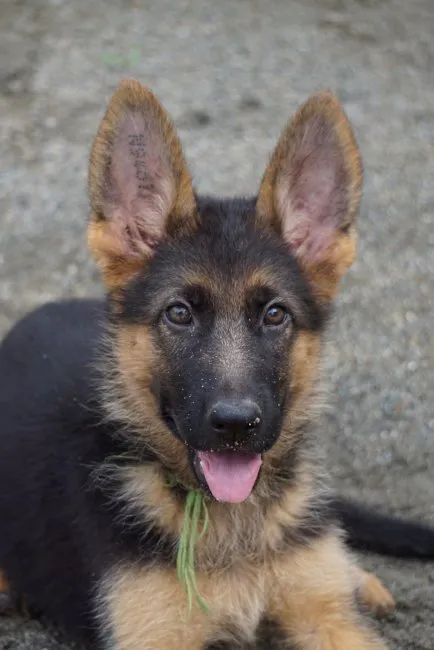 じゃいじゃい 様のお迎えした子犬