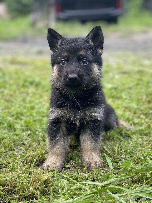 ジャーマン シェパード ドッグ 三重県 男の子 21年6月8日 ブラックタン 可愛いお顔の子 みんなのブリーダー 子犬id 2107