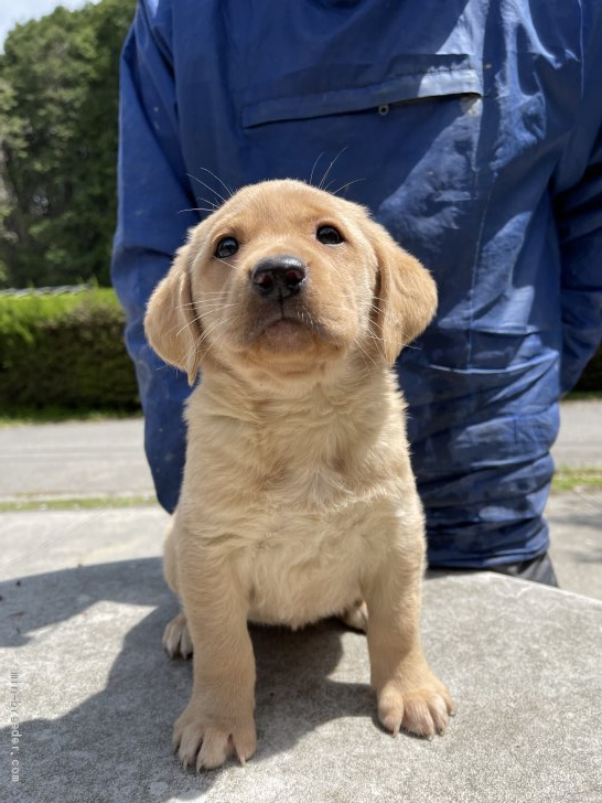 ラブラドールレトリバー 三重県 女の子 21年3月2日 イエロー 可愛いお顔 みんなのブリーダー 子犬id 2104