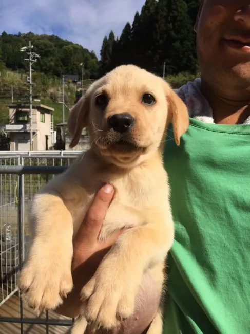 さくら 様のお迎えした子犬