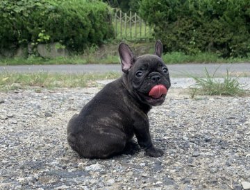 フレンチブルドッグ【三重県・女の子・2020年7月27日・ブリンドル】の写真「ズッシリしています！」