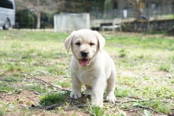 ラブラドールレトリバー【三重県・男の子・2020年2月15日・イエロー】の写真「ショータイプの綺麗な白色の男の子♪」