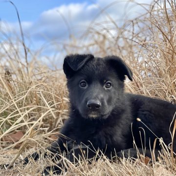 ジャーマン・シェパード・ドッグ【三重県・男の子・2023年12月8日・ブラック】の写真「国内では当犬舎のみ！展覧会系ブラックシェパード」