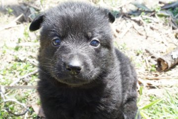 ジャーマン・シェパード・ドッグ【三重県・女の子・2020年2月20日・オールブラック】の写真「オールブラックの短毛です。」